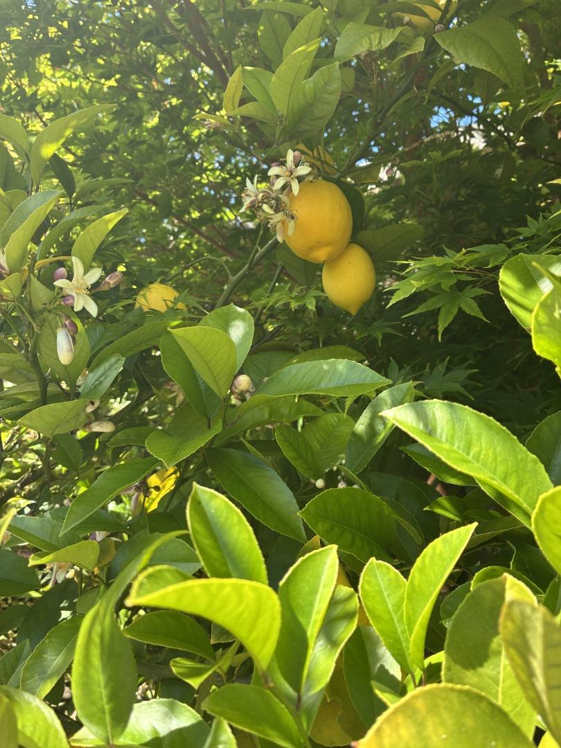 Detail Gallery Image 28 of 33 For 1047 Acacia St, Montara,  CA 94037 - 3 Beds | 2 Baths