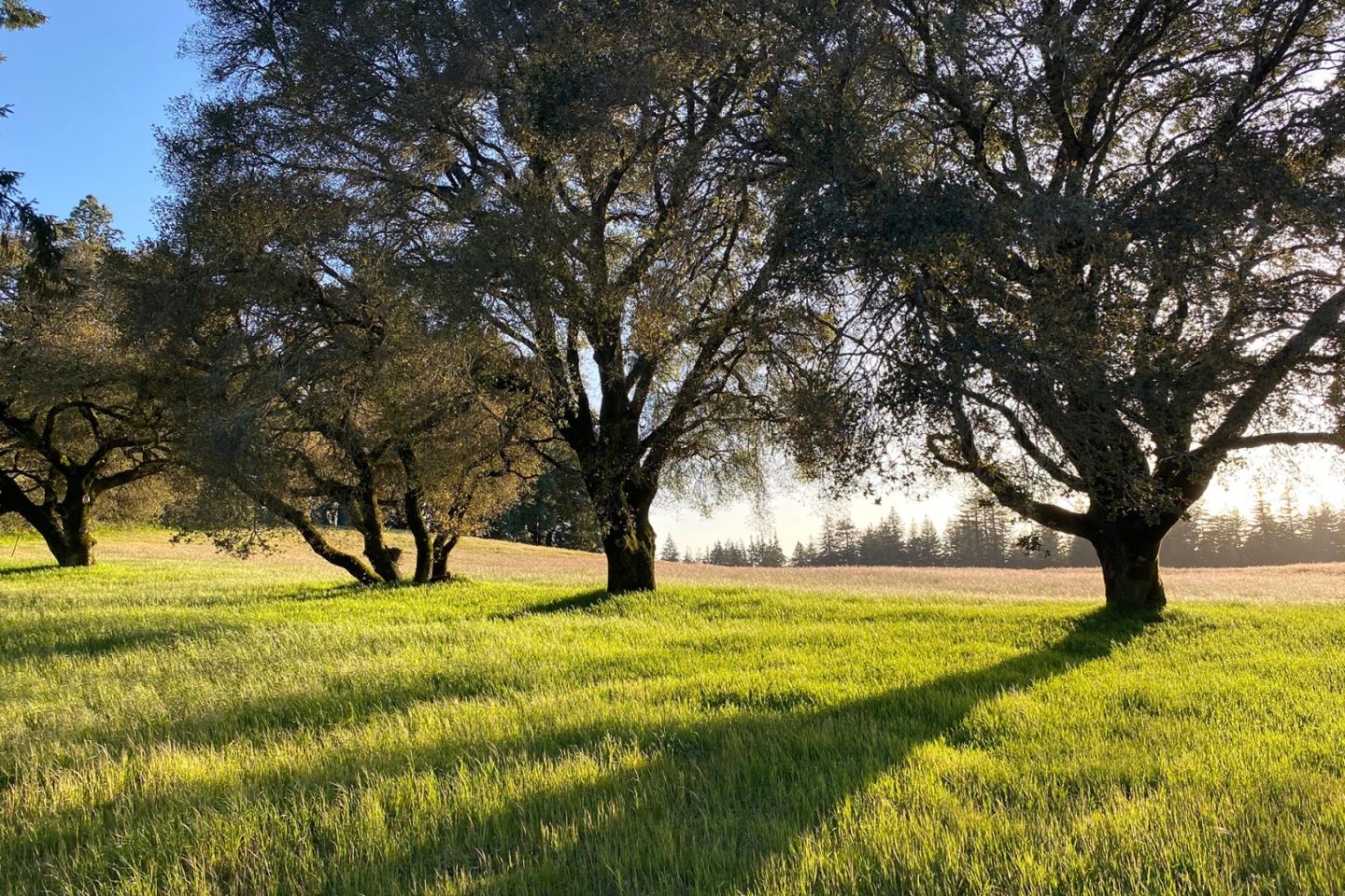 Detail Gallery Image 37 of 53 For 420 Bonnie Brae Road &  3980 Bonny Doon Rd, Santa Cruz,  CA 95060 - 5 Beds | 4/1 Baths