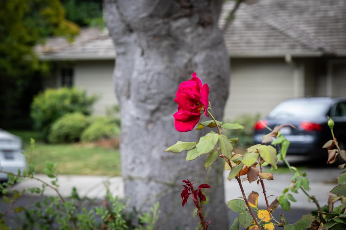 Detail Gallery Image 35 of 37 For 527 Rhodes Dr, Palo Alto,  CA 94303 - 3 Beds | 2 Baths