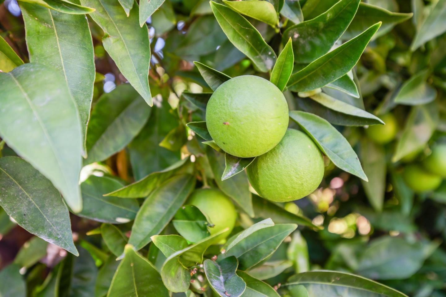 Detail Gallery Image 26 of 27 For 2782 Sonoma Pl, Santa Clara,  CA 95051 - 4 Beds | 2 Baths