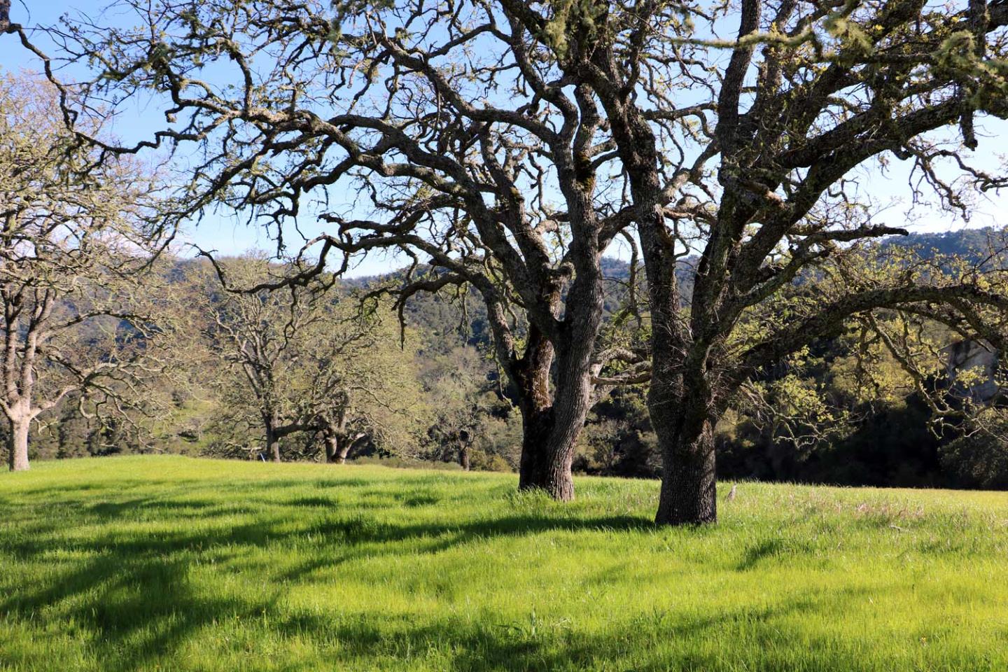 Detail Gallery Image 7 of 10 For 5 Black Mountain Trail (Lot 247), Carmel,  CA 93923 - – Beds | – Baths