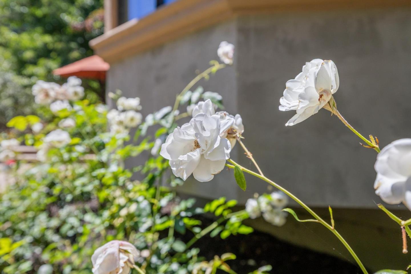Detail Gallery Image 28 of 32 For 750 W California Way, Woodside,  CA 94062 - 3 Beds | 2/1 Baths