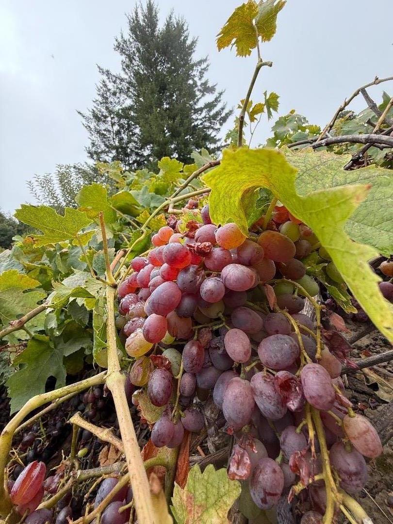 Detail Gallery Image 41 of 61 For 24854 Skyland Rd, Los Gatos,  CA 95033 - 3 Beds | 2 Baths