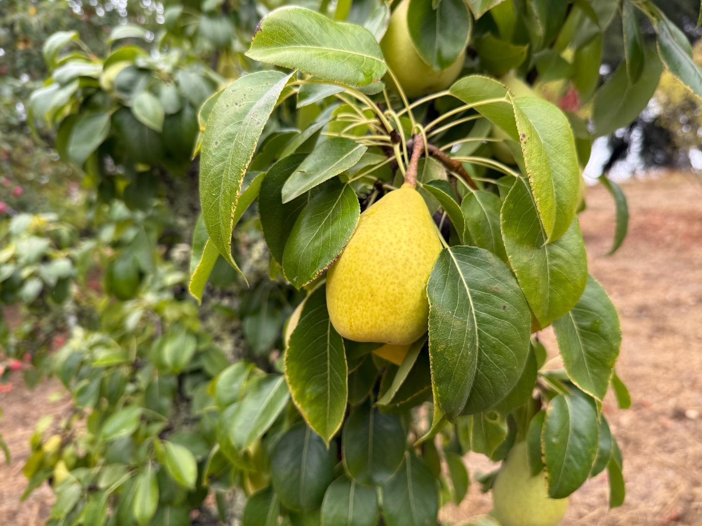 Detail Gallery Image 42 of 61 For 24854 Skyland Rd, Los Gatos,  CA 95033 - 3 Beds | 2 Baths