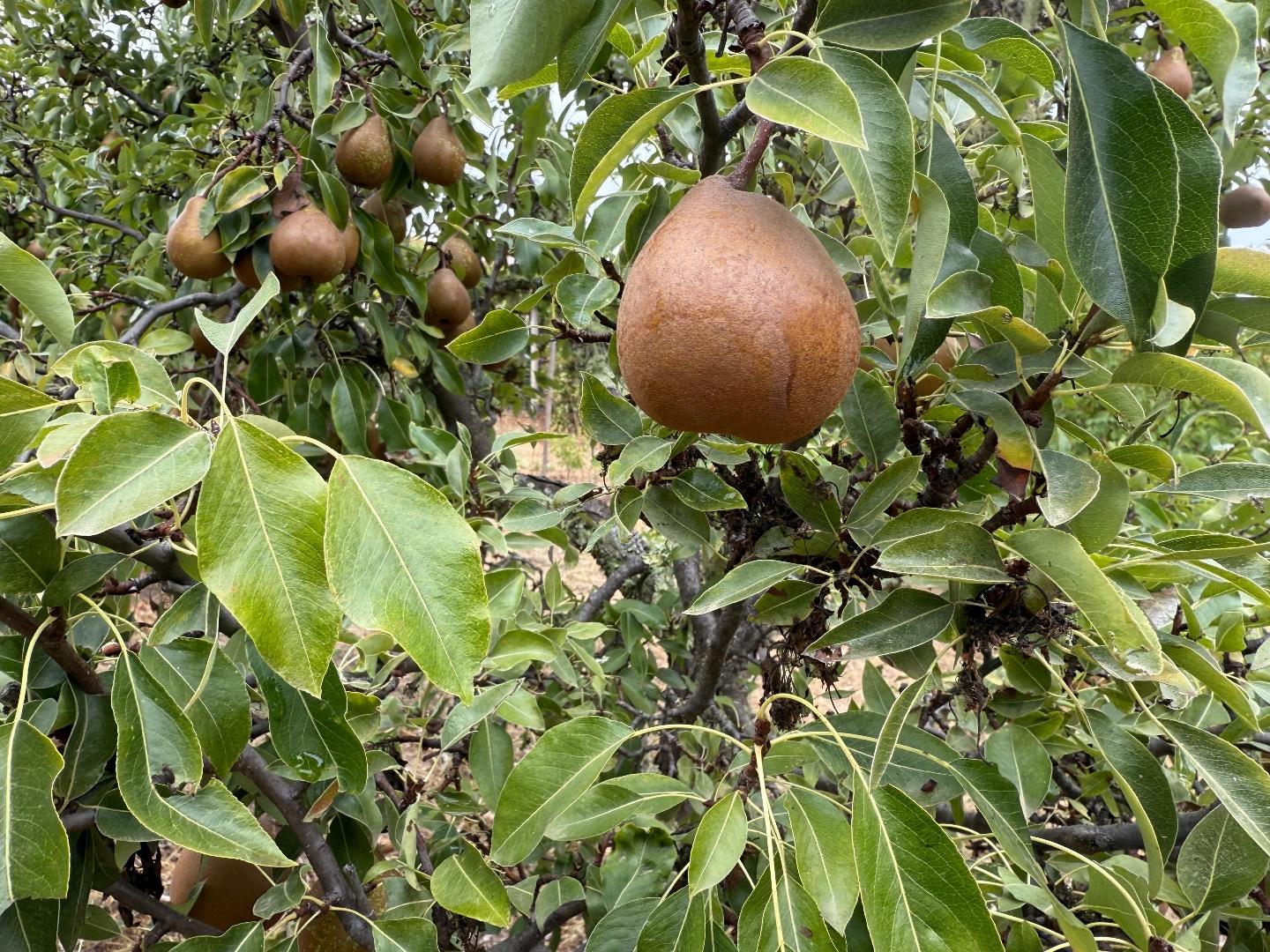 Detail Gallery Image 43 of 61 For 24854 Skyland Rd, Los Gatos,  CA 95033 - 3 Beds | 2 Baths