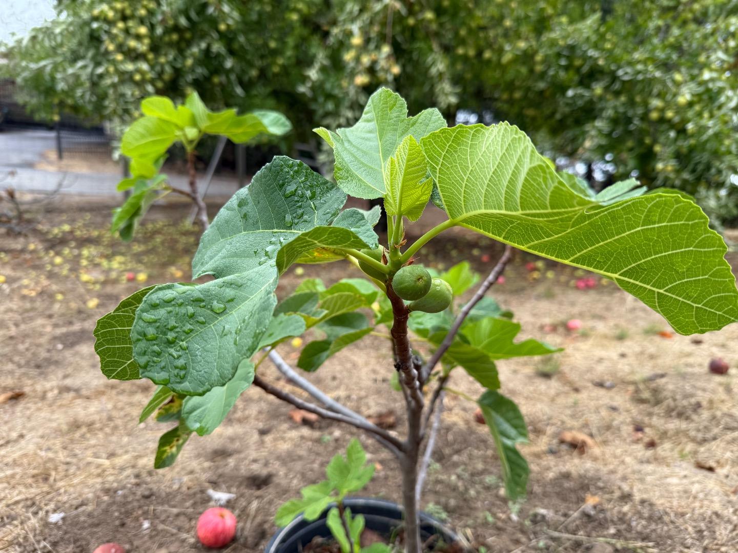 Detail Gallery Image 44 of 61 For 24854 Skyland Rd, Los Gatos,  CA 95033 - 3 Beds | 2 Baths