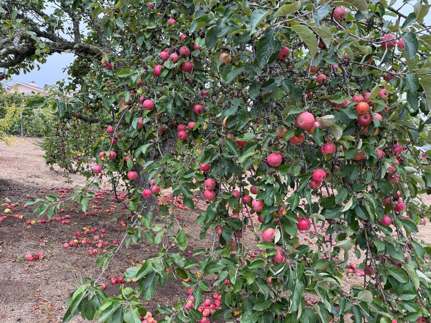 Detail Gallery Image 46 of 61 For 24854 Skyland Rd, Los Gatos,  CA 95033 - 3 Beds | 2 Baths