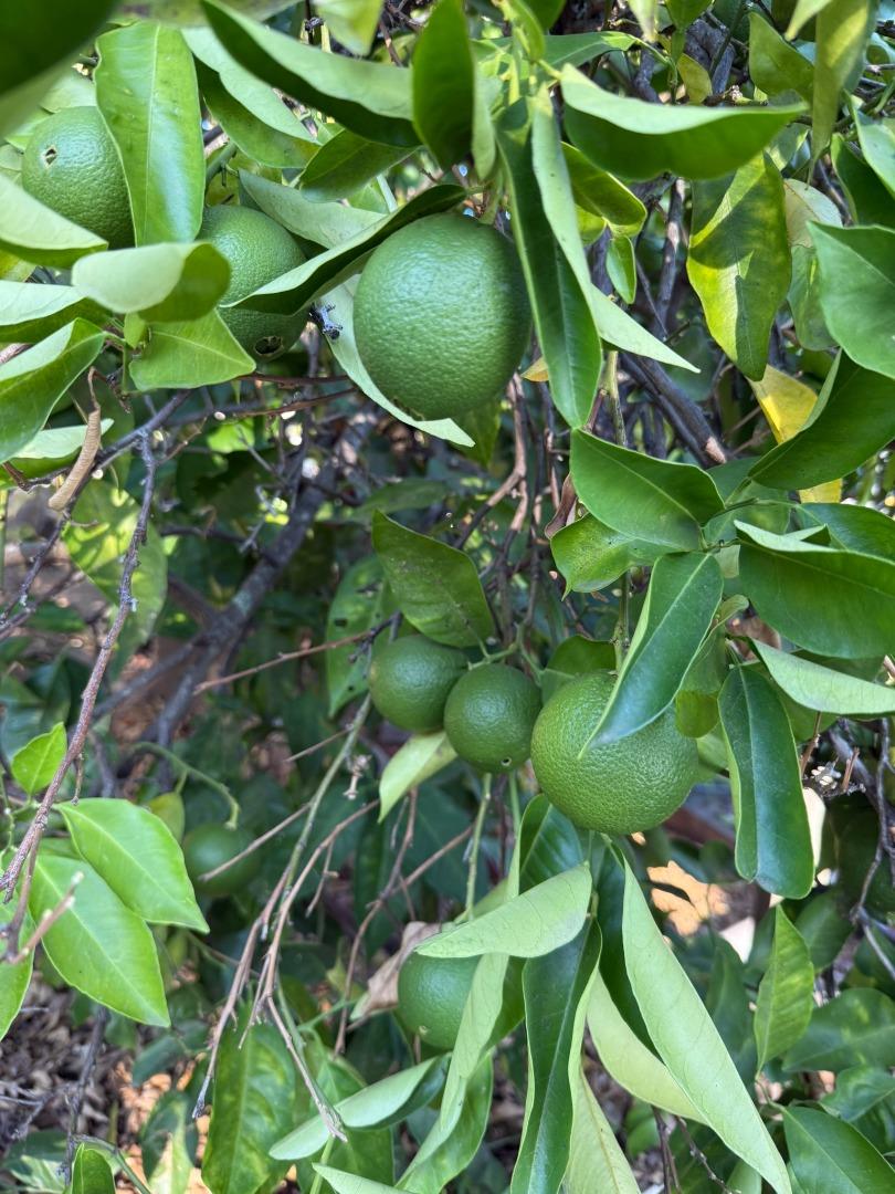 Detail Gallery Image 61 of 61 For 24854 Skyland Rd, Los Gatos,  CA 95033 - 3 Beds | 2 Baths