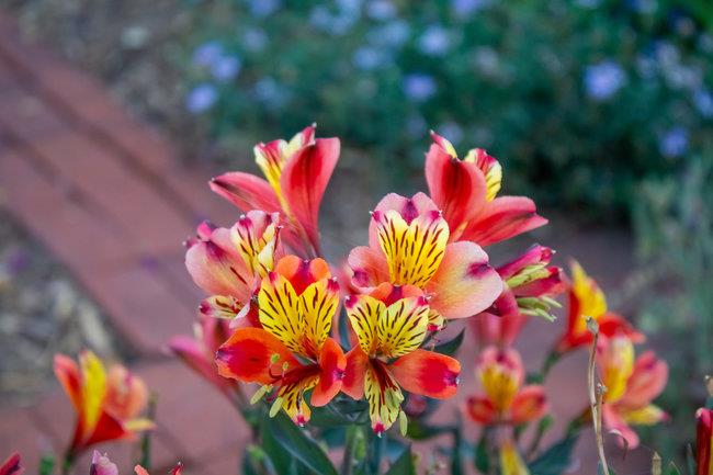 Detail Gallery Image 57 of 63 For 3638 Bryant St, Palo Alto,  CA 94306 - 3 Beds | 2 Baths