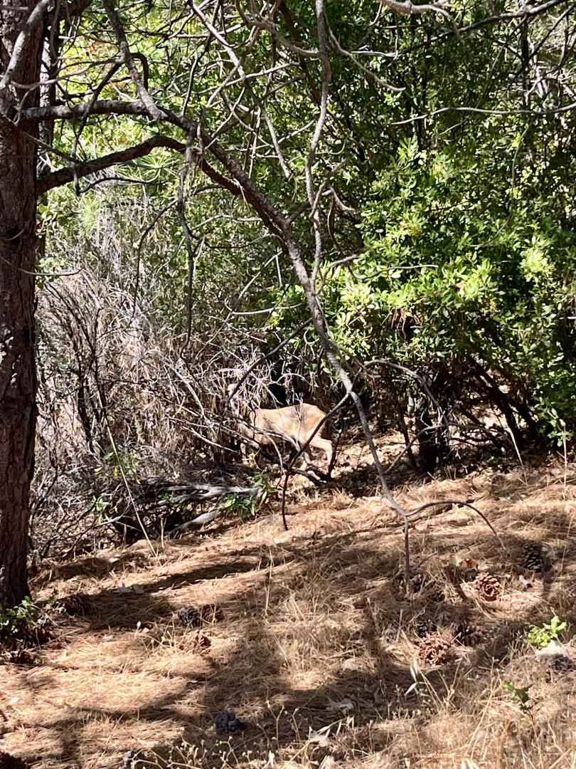 Detail Gallery Image 8 of 15 For 137 Deerhaven Dr, Tuolumne,  CA 95379 - – Beds | – Baths