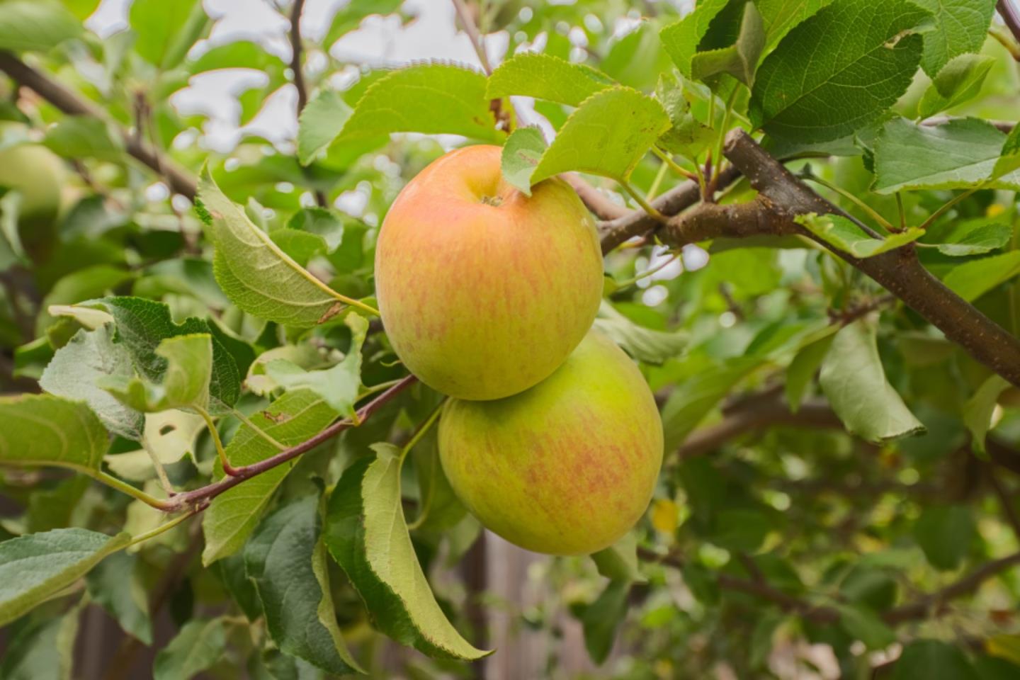 Detail Gallery Image 57 of 60 For 1121 Trailside Dr, San Juan Bautista,  CA 95045 - 4 Beds | 3/1 Baths