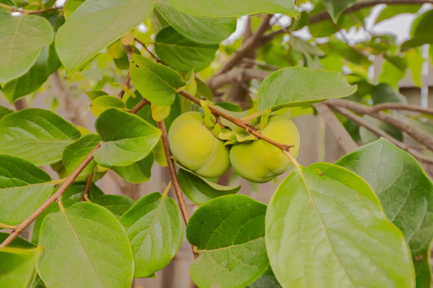 Detail Gallery Image 58 of 60 For 1121 Trailside Dr, San Juan Bautista,  CA 95045 - 4 Beds | 3/1 Baths