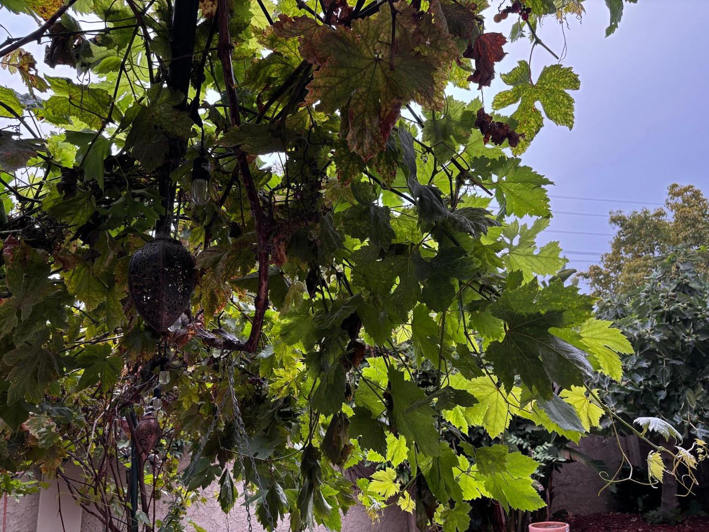 Detail Gallery Image 33 of 33 For 16 Vista Pointe Dr, Watsonville,  CA 95076 - 4 Beds | 2/1 Baths