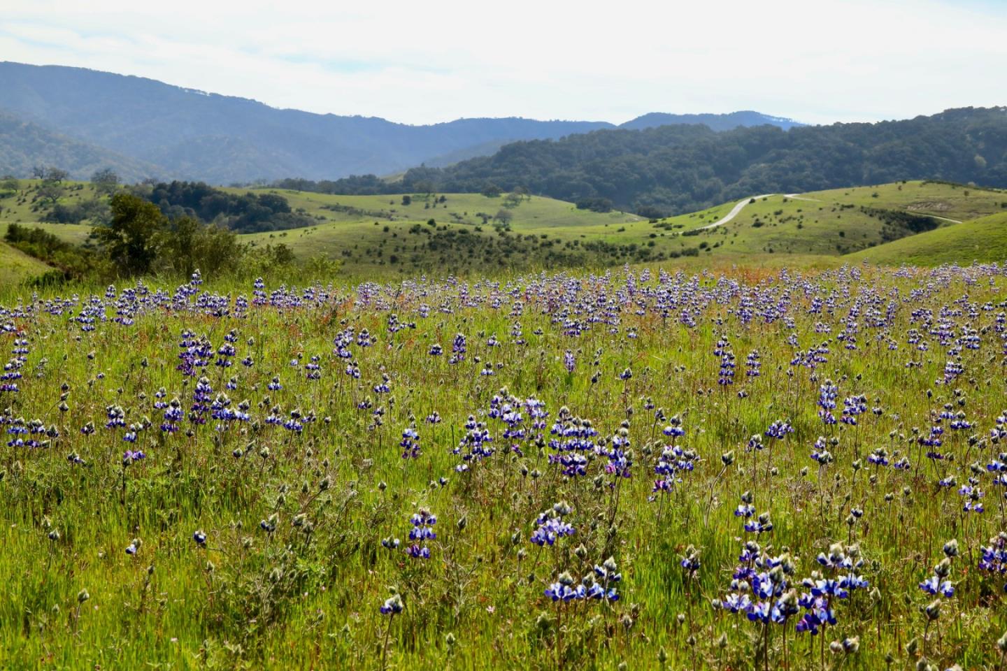 Detail Gallery Image 4 of 21 For 1 Penon Peak (Lot 217) Trl, Carmel,  CA 93923 - – Beds | – Baths