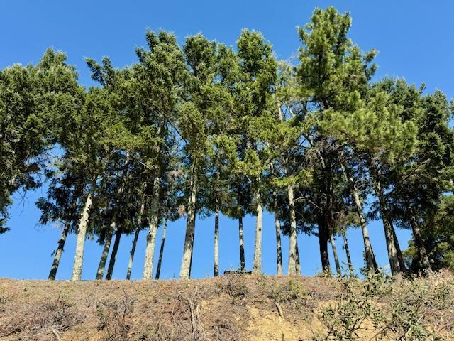 Detail Gallery Image 17 of 71 For 7175 Redwood Retreat Rd, Gilroy,  CA 95020 - – Beds | – Baths