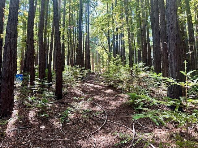 Detail Gallery Image 20 of 71 For 7175 Redwood Retreat Rd, Gilroy,  CA 95020 - – Beds | – Baths