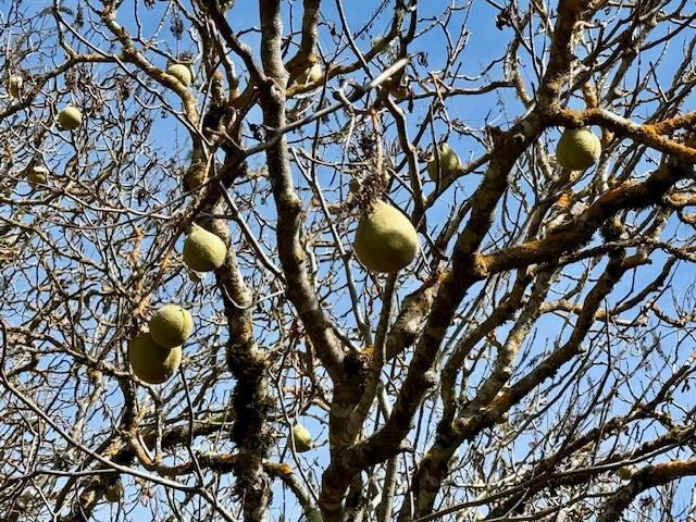 Detail Gallery Image 47 of 71 For 7175 Redwood Retreat Rd, Gilroy,  CA 95020 - – Beds | – Baths