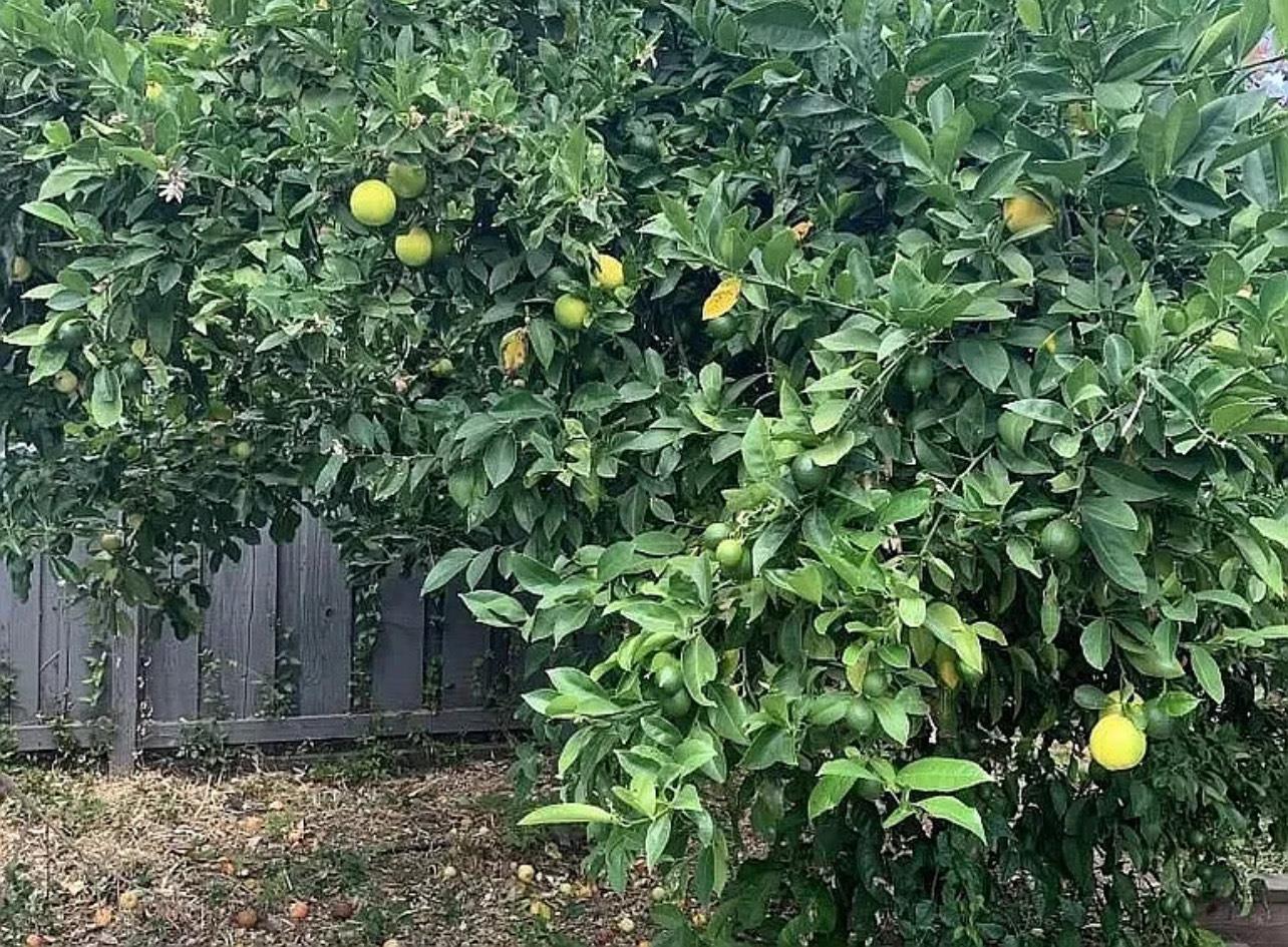 Detail Gallery Image 32 of 33 For 643 Wildwood Ln, Palo Alto,  CA 94303 - 3 Beds | 3 Baths