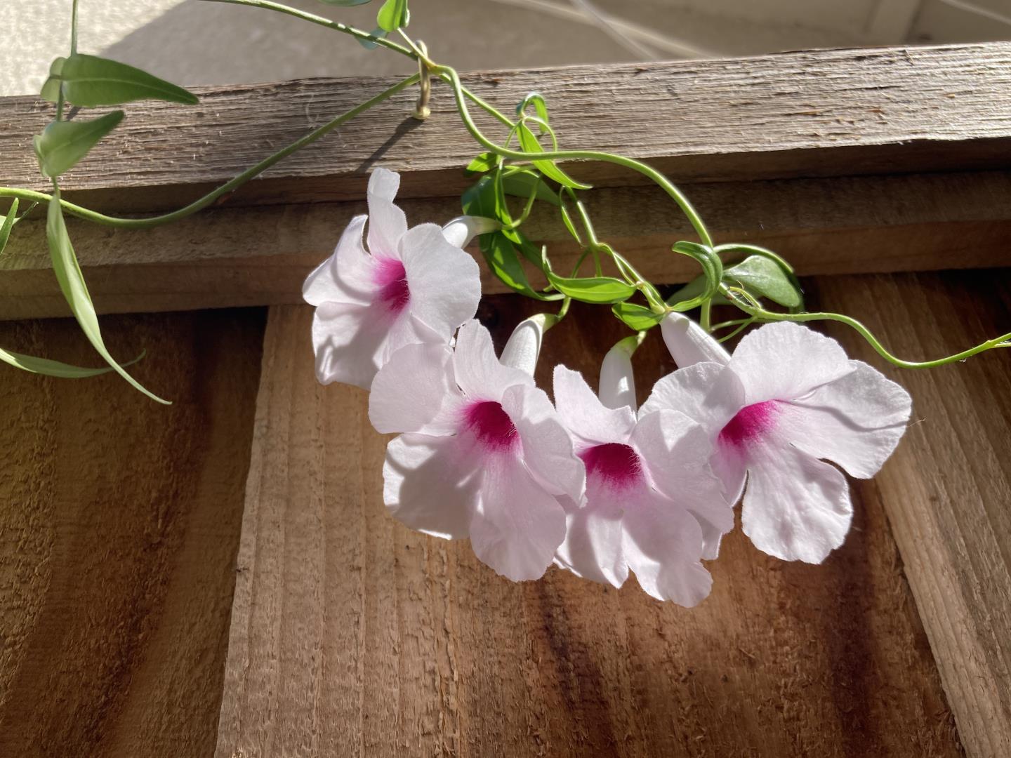 Detail Gallery Image 38 of 40 For 2223 Kingfisher Ct, San Leandro,  CA 94579 - 3 Beds | 2/1 Baths