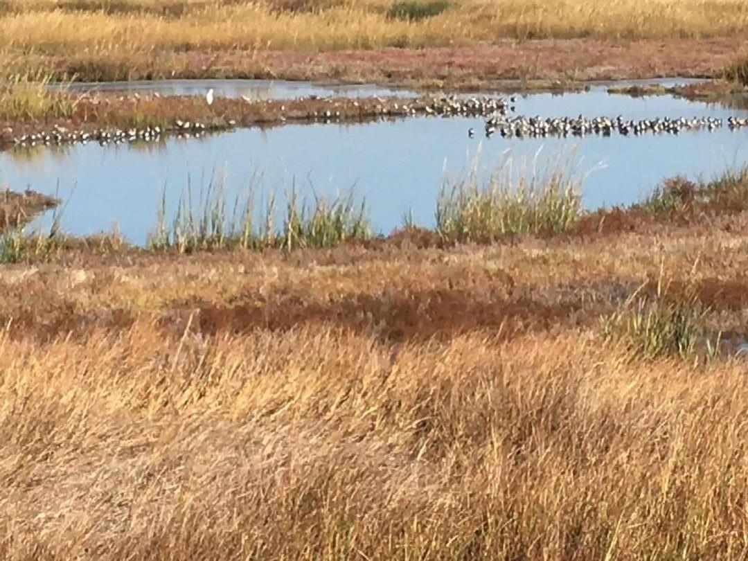 Detail Gallery Image 5 of 40 For 2223 Kingfisher Ct, San Leandro,  CA 94579 - 3 Beds | 2/1 Baths