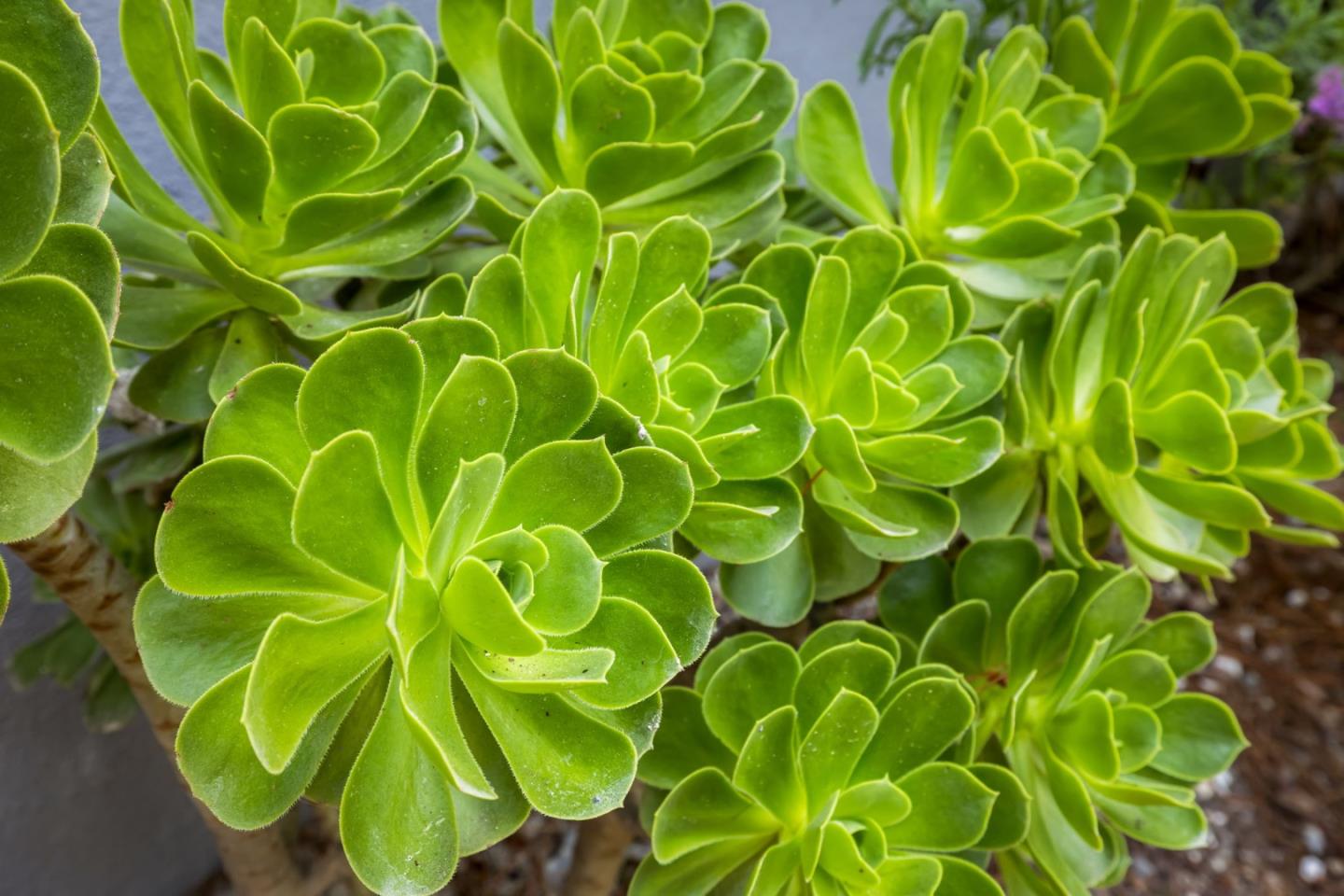 Detail Gallery Image 55 of 58 For 2040 Marsala Cir, Monterey,  CA 93940 - 3 Beds | 2 Baths