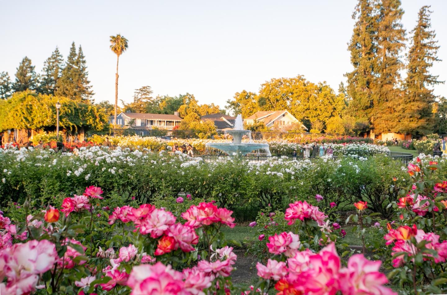 Detail Gallery Image 64 of 68 For 44 Muller Pl, San Jose,  CA 95126 - 3 Beds | 3/1 Baths