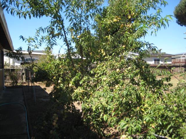 Detail Gallery Image 19 of 22 For 155 Lita Ln, Watsonville,  CA 95076 - 3 Beds | 2 Baths