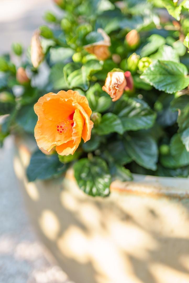 Detail Gallery Image 53 of 61 For 325 Kingsbury Dr, Aptos,  CA 95003 - 3 Beds | 2/1 Baths