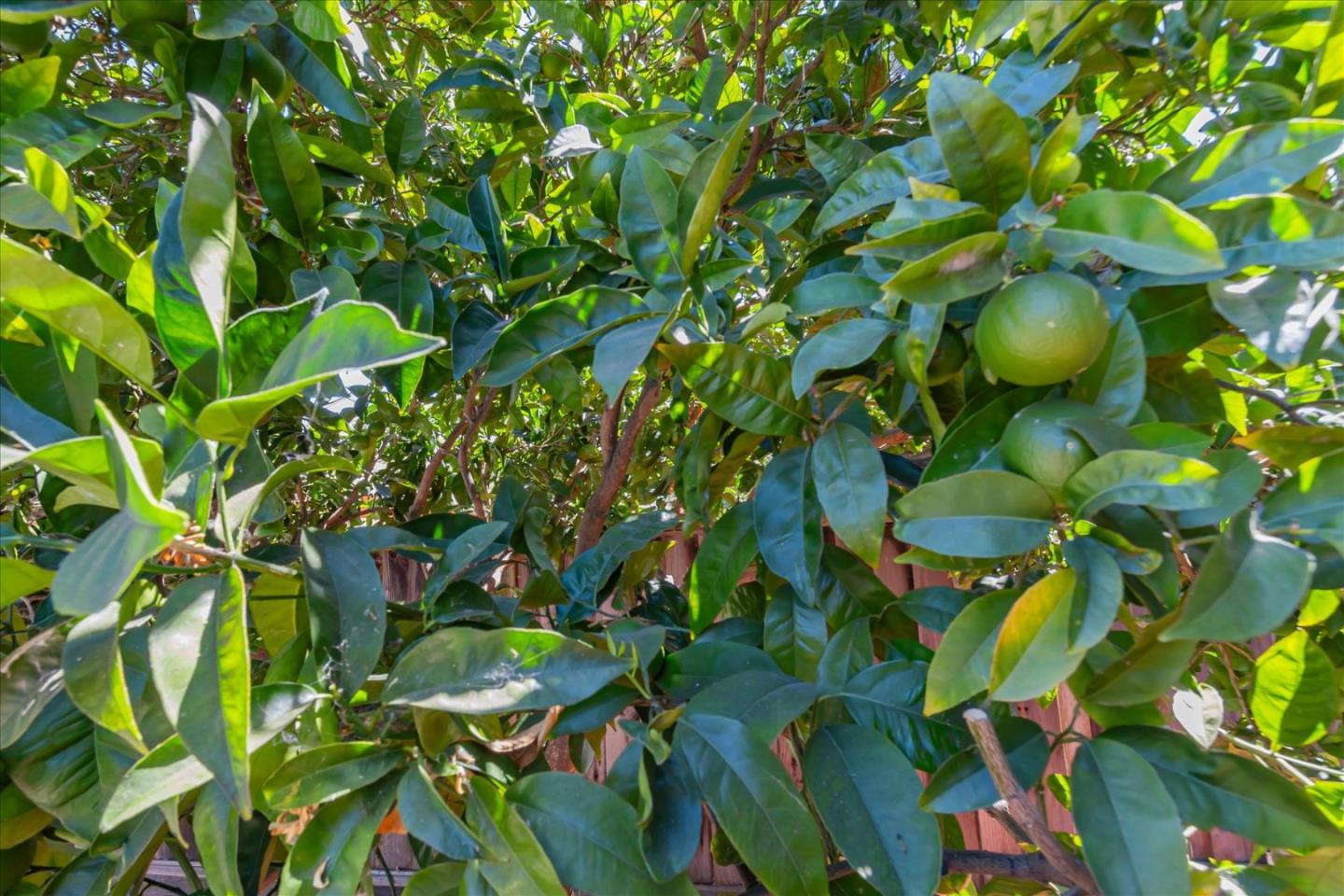 Detail Gallery Image 33 of 34 For 751 San Pablo Dr, Mountain View,  CA 94043 - 4 Beds | 2 Baths