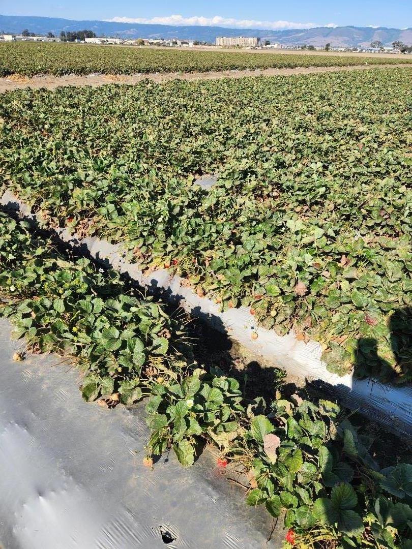 Detail Gallery Image 7 of 7 For 0 Clearwater Ln, Watsonville,  CA 95076 - – Beds | – Baths