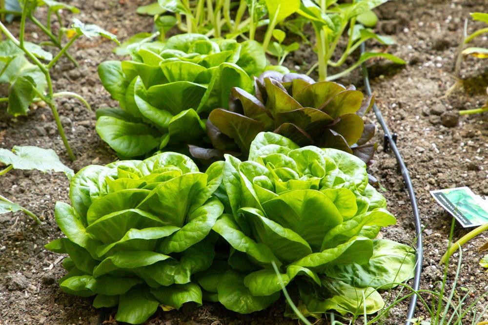 Detail Gallery Image 36 of 52 For 350 Aurora Rd, Soquel,  CA 95073 - 4 Beds | 4 Baths