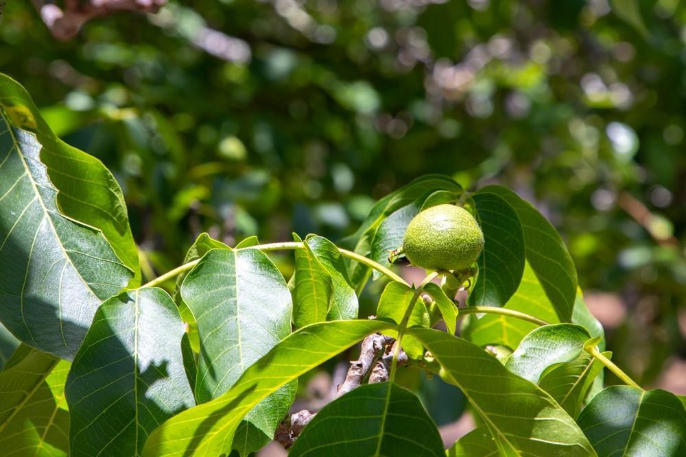 Detail Gallery Image 40 of 52 For 350 Aurora Rd, Soquel,  CA 95073 - 4 Beds | 4 Baths