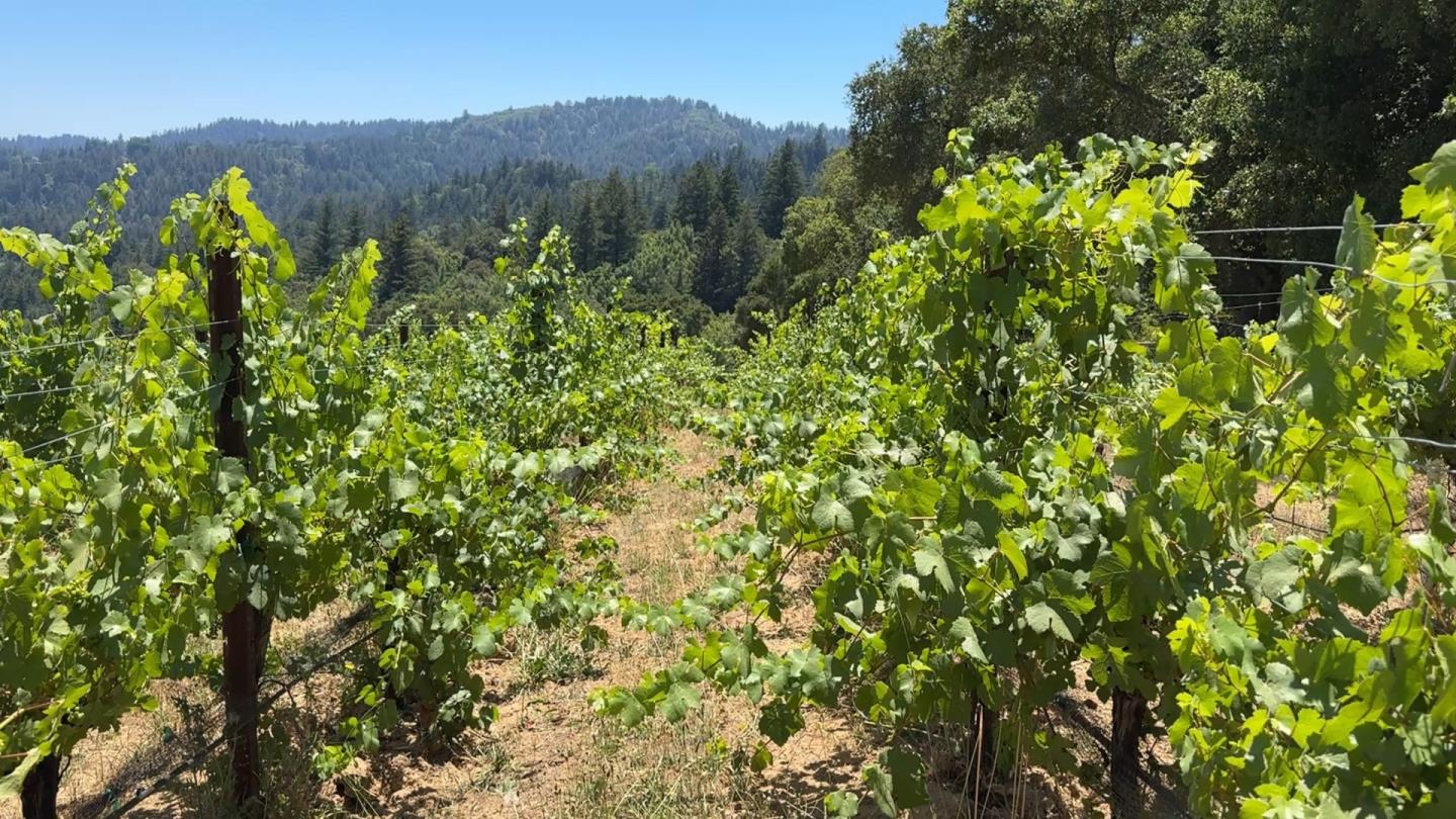 Detail Gallery Image 19 of 20 For 18570 Black Rd, Los Gatos,  CA 95033 - – Beds | – Baths