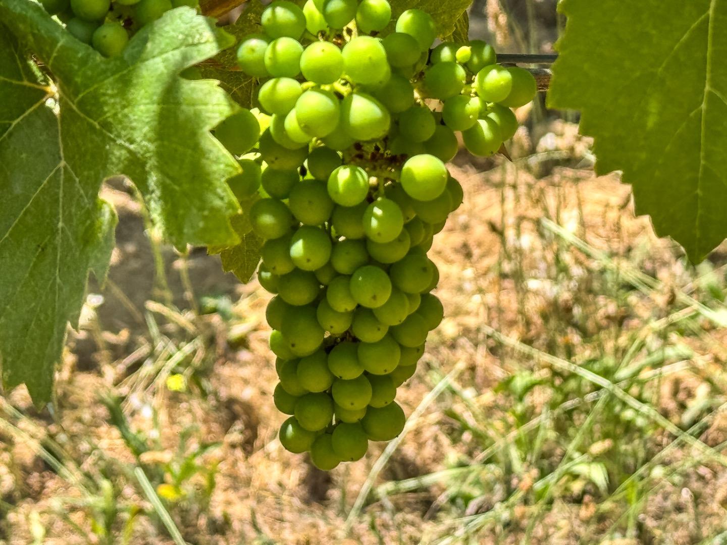 Detail Gallery Image 19 of 24 For 18590 Black Rd, Los Gatos,  CA 95033 - – Beds | – Baths