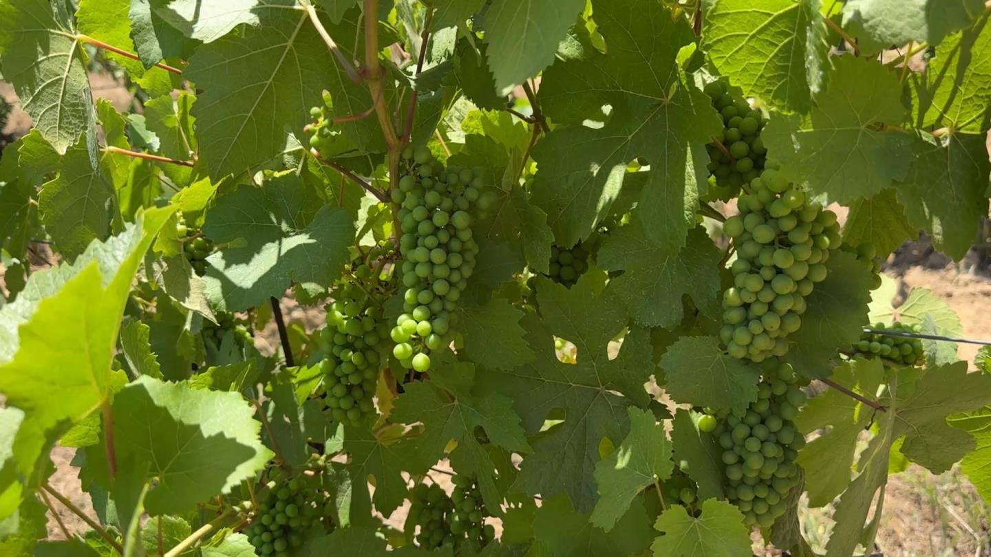 Detail Gallery Image 13 of 24 For 18700 Black Rd, Los Gatos,  CA 95033 - – Beds | – Baths