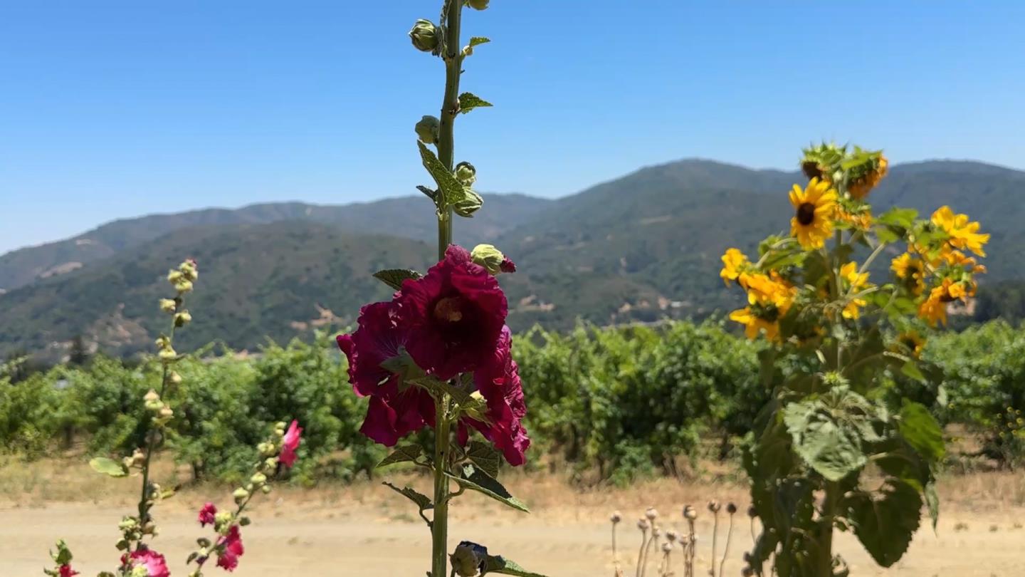 Detail Gallery Image 16 of 24 For 18650 Black Rd, Los Gatos,  CA 95033 - – Beds | – Baths