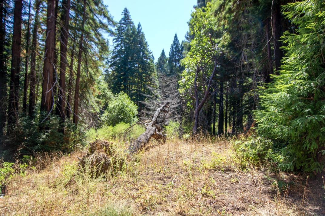 Detail Gallery Image 15 of 28 For 19145 Big Basin Way, Boulder Creek,  CA 95006 - – Beds | – Baths