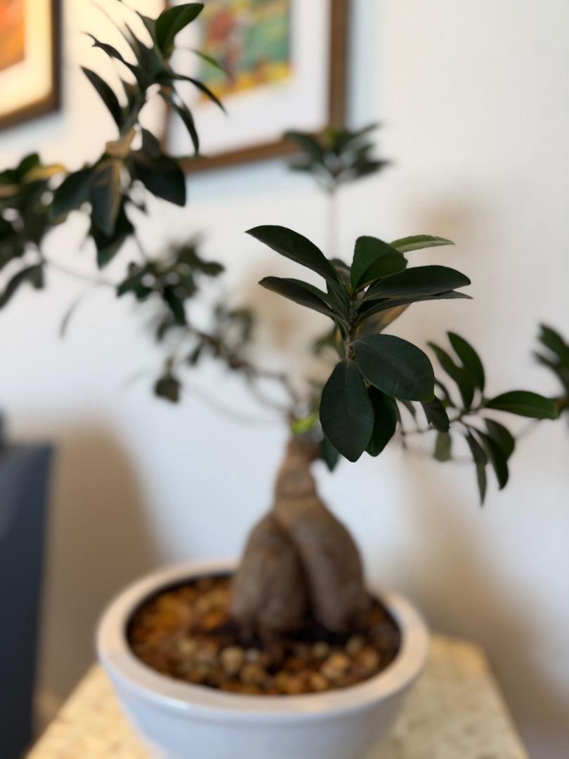 Detail Gallery Image 5 of 28 For 1015 Warburton Ave, Santa Clara,  CA 95050 - 3 Beds | 2/1 Baths