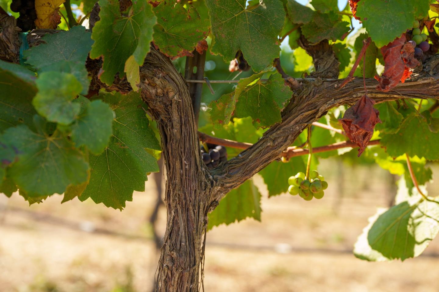 Detail Gallery Image 9 of 10 For 32498 Gloria Rd, Gonzales,  CA 93926 - – Beds | – Baths