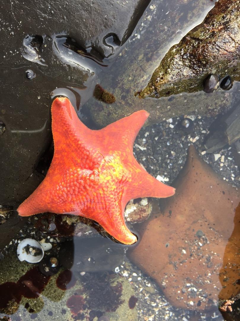 Detail Gallery Image 73 of 78 For 1042 Yosemite Dr, Pacifica,  CA 94044 - 4 Beds | 4 Baths