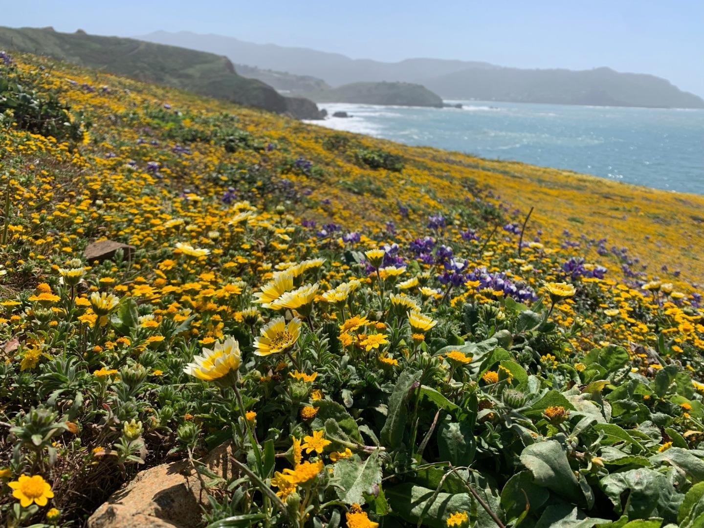 Detail Gallery Image 75 of 78 For 1042 Yosemite Dr, Pacifica,  CA 94044 - 4 Beds | 4 Baths