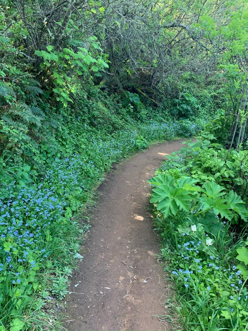 Detail Gallery Image 76 of 78 For 1042 Yosemite Dr, Pacifica,  CA 94044 - 4 Beds | 4 Baths