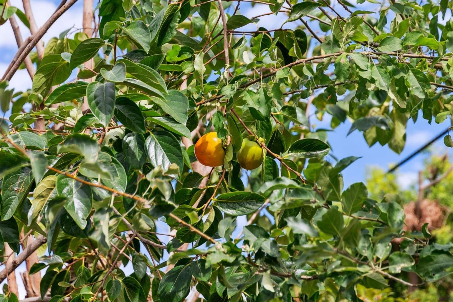 Detail Gallery Image 38 of 43 For 1918 Castro Dr, San Jose,  CA 95130 - 4 Beds | 2 Baths