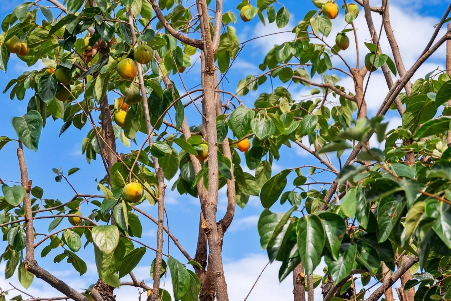 Detail Gallery Image 39 of 43 For 1918 Castro Dr, San Jose,  CA 95130 - 4 Beds | 2 Baths