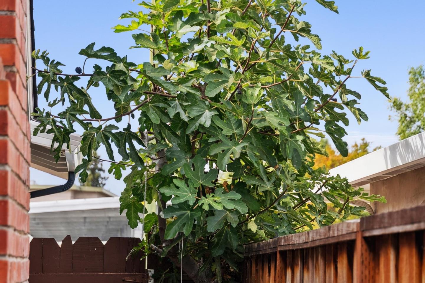 Detail Gallery Image 40 of 43 For 1918 Castro Dr, San Jose,  CA 95130 - 4 Beds | 2 Baths