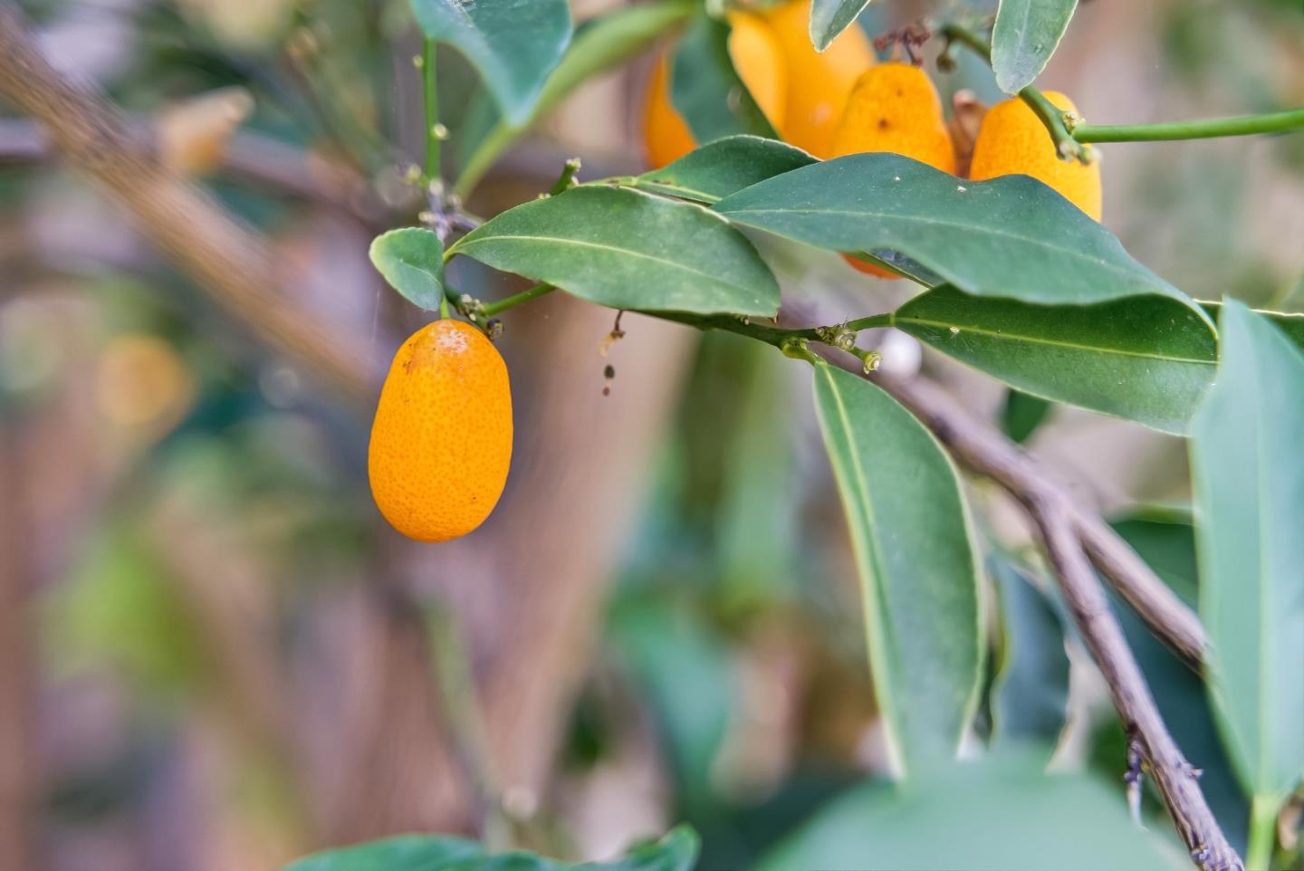 Detail Gallery Image 17 of 38 For 3482 Golf Dr, San Jose,  CA 95127 - 3 Beds | 1 Baths