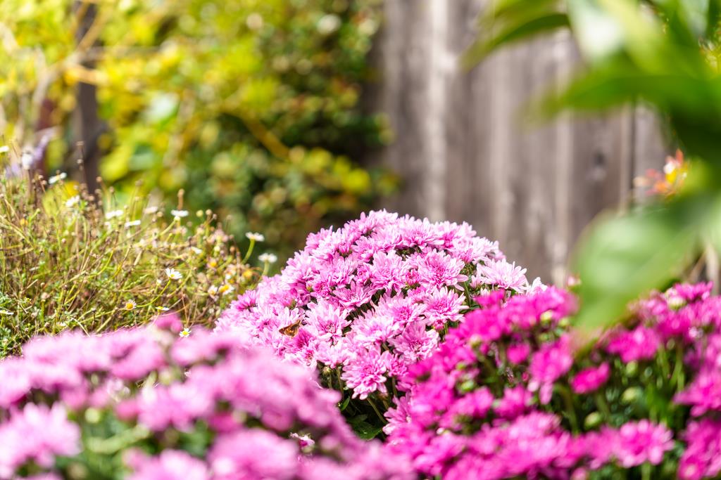 Detail Gallery Image 34 of 39 For 223 Merced Ave, Santa Cruz,  CA 95060 - 3 Beds | 3 Baths