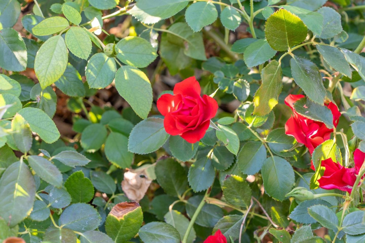 Detail Gallery Image 62 of 89 For 575 Morecroft Rd, Lafayette,  CA 94549 - 4 Beds | 3 Baths