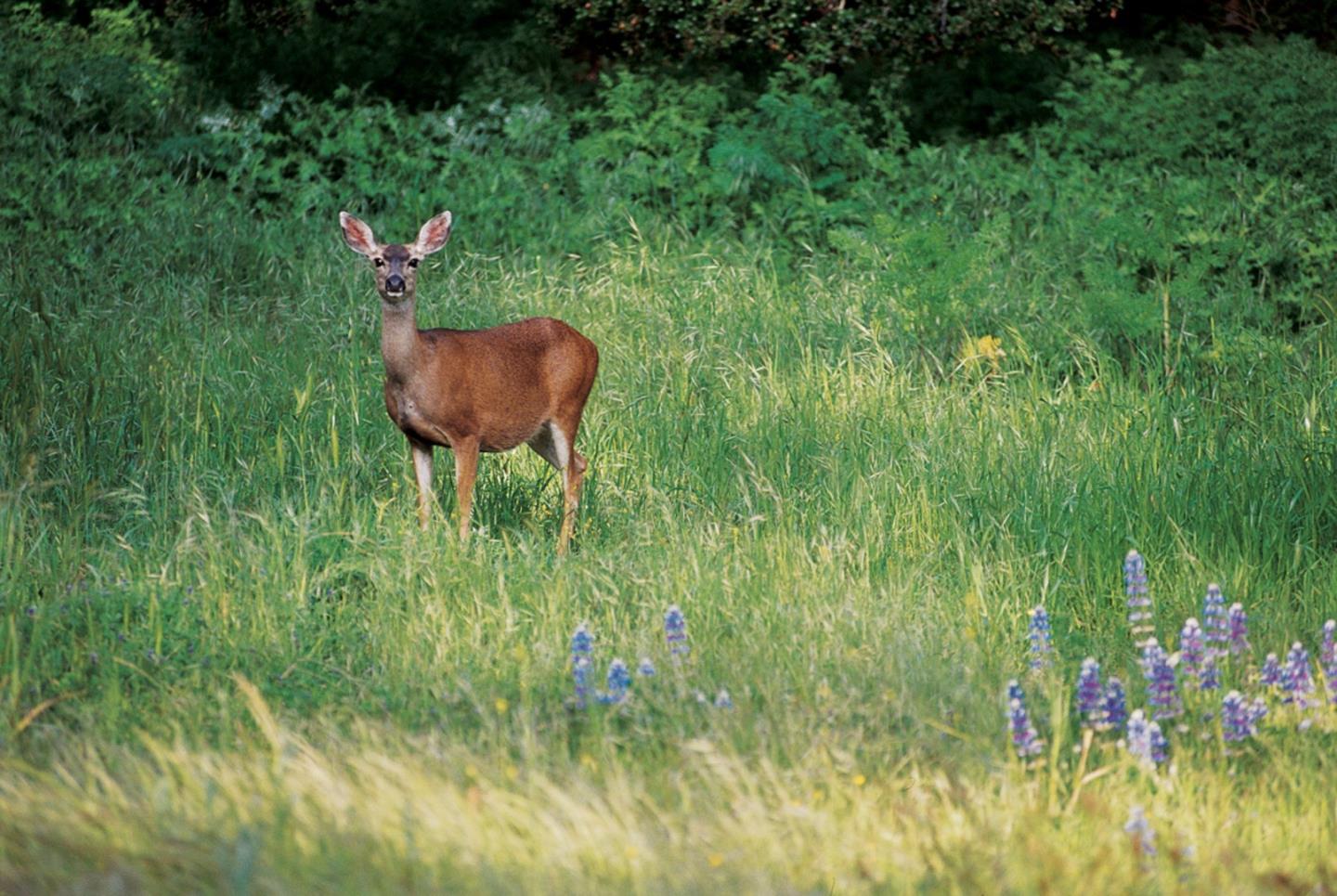 Detail Gallery Image 11 of 13 For 25825 via Malpaso (Lot 68), Carmel,  CA 93923 - – Beds | – Baths