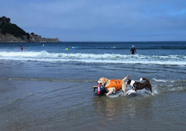Detail Gallery Image 55 of 68 For 239 San Pedro Ave, Pacifica,  CA 94044 - 4 Beds | 2/1 Baths